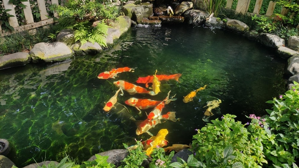 Một số mẫu sân vườn – Hồ cá Koi phổ biến